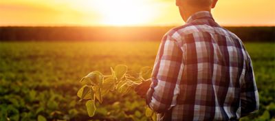 Farmer overlooking field at sunset