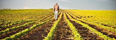 Early morning, Farmer walking in soybean field