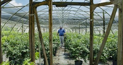 Man walking through greenhouse