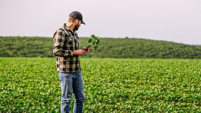 farmer inspecting soybean crops in field