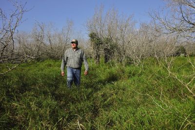 Man walking through overgrown brush