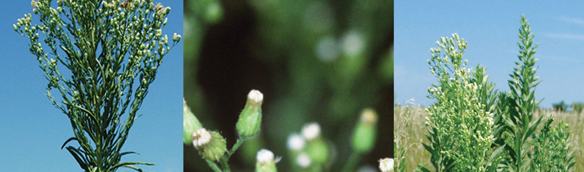 marestail, horseweed