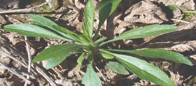 Marestail seedling