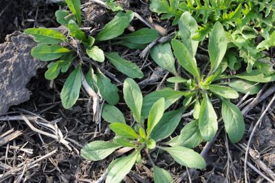 Marestail from top view