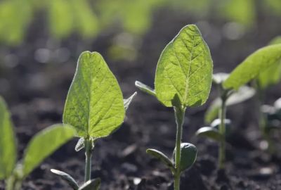 Early growth of sprouting soybean plants