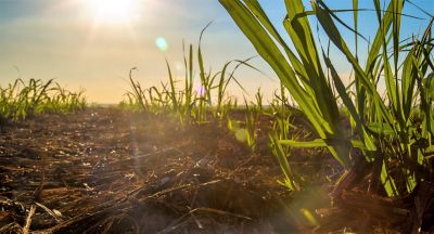 Canavial com cana soca e palha no solo, ao fundo o sol da tarde com raios de iluminação na cana-de-açúcar.