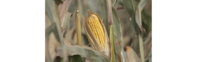 Photo - corn leaves showing symptoms of tar spot