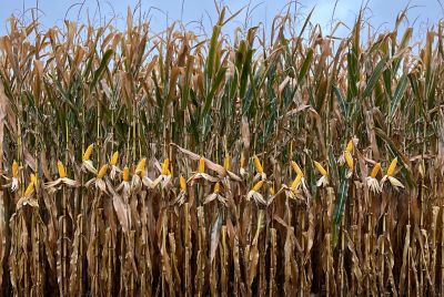 Mature corn stalks