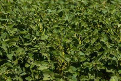 soybean plants