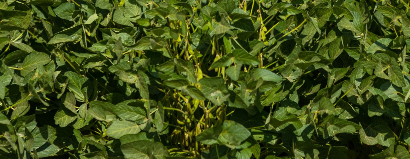 soybean plants
