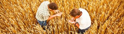 Top view of men examining wheat in field