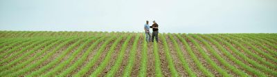 Photo - men in cornfield - long distance