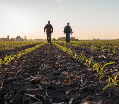 Corn-After-Corn Management