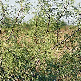 Image of Mesquite bush