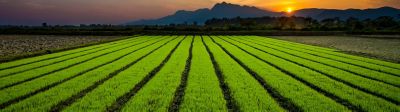 IMG-mid-season-rice-field-5_beauty_3_61-1-EU-IT-V1