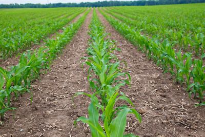 corn rows