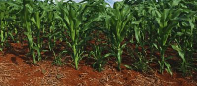 Lavoura com sistema de consórcio de milho com braquiária