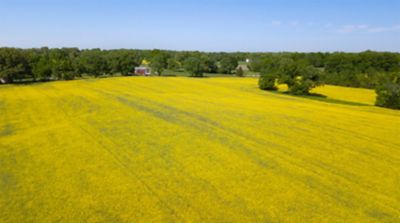 Minimize Your Risk with Winter Canola
