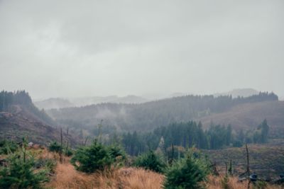 mountain side with evergreens