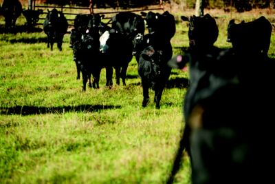 A line of black cattle waling in a line