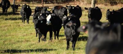 A line of black cattle walking in a line
