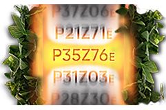 The Broadest Selection of High-yielding Varieties