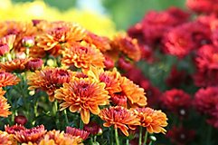 Image of orange and red mums