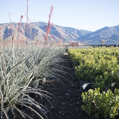 Image of potted plants at nursery