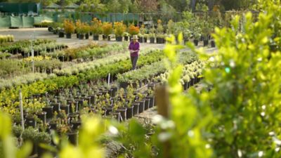 Nursery employee inspecting plants