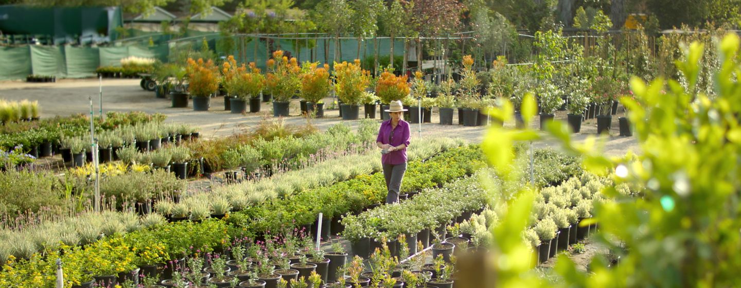 Nursery employee inspecting plants