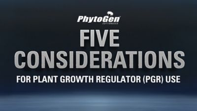 5 Key PGR Considerations for Cotton | Tips from PhytoGen Agronomist Cameron Oliver