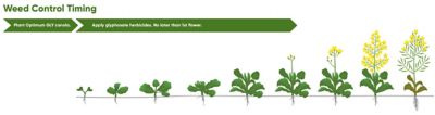 Optimum GLY Weed Control Timing Chart