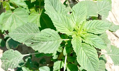 Palmer Amaranth top view