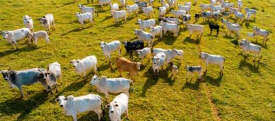 Em períodos de chuvas a atenção com carrapatos deve aumentar