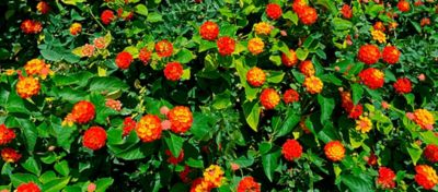 Plantas tóxicas nas pastagens: chumbinho (Lantana camara)