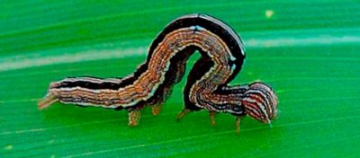 Pragas nas pastagens: lagartas e pulguinha-do-arroz