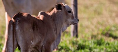 Manejo no período de desmama de bezerros