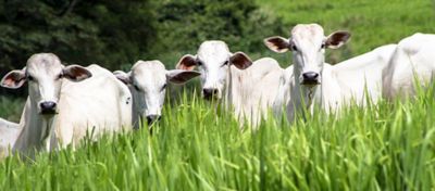 Investimentos em pastagens são positivos diante do cenário de preços firmes para a arroba do boi gordo e de melhora na relação de troca com adubos e aumentos nos custos dos alimentos concentrados
