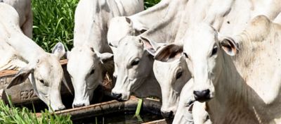 Água: qualidade e principais pontos de atenção na pecuária