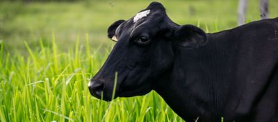 Como garantir o bem-estar do gado no período de seca