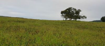 Pecuarista destaca eficácia e economia alcançadas com a Tecnologia Ultra-S