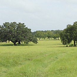 Image of pasture with mature trees