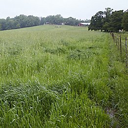 Image of pasture and barn