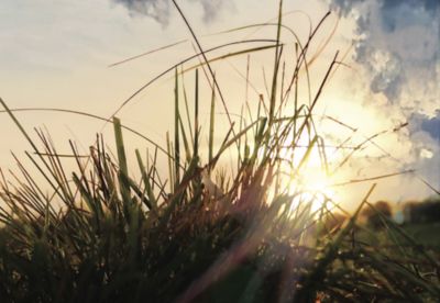 Pasture grass at sunset