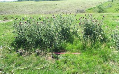 Overgrown pasture weeds