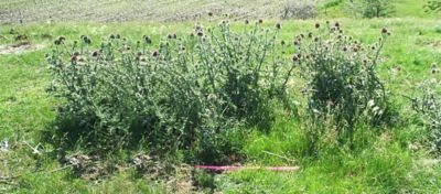 Overgrown pasture weeds