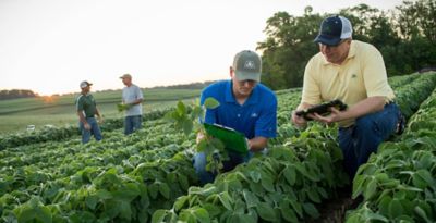 People inspecting soybean field - midseason