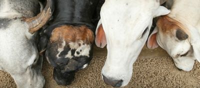 É preciso cuidado ao analisar os custos e seus retornos para não fazer “economia errada”, pois nem sempre o sistema que aparenta ser o “mais barato” é o que trará melhor resultado.