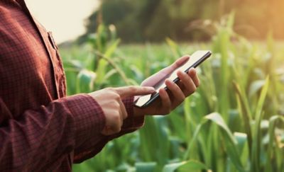 Smartphone in man's hand, cornfield in background