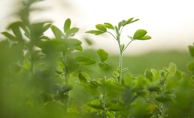 Photo - alfalfa plants - closeup